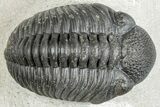 Beautiful Cluster of Pedinopariops Trilobites - Mrakib, Morocco #287721-1